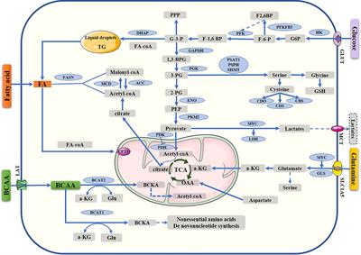 Relationship between metabolic reprogramming and drug resistance in breast cancer